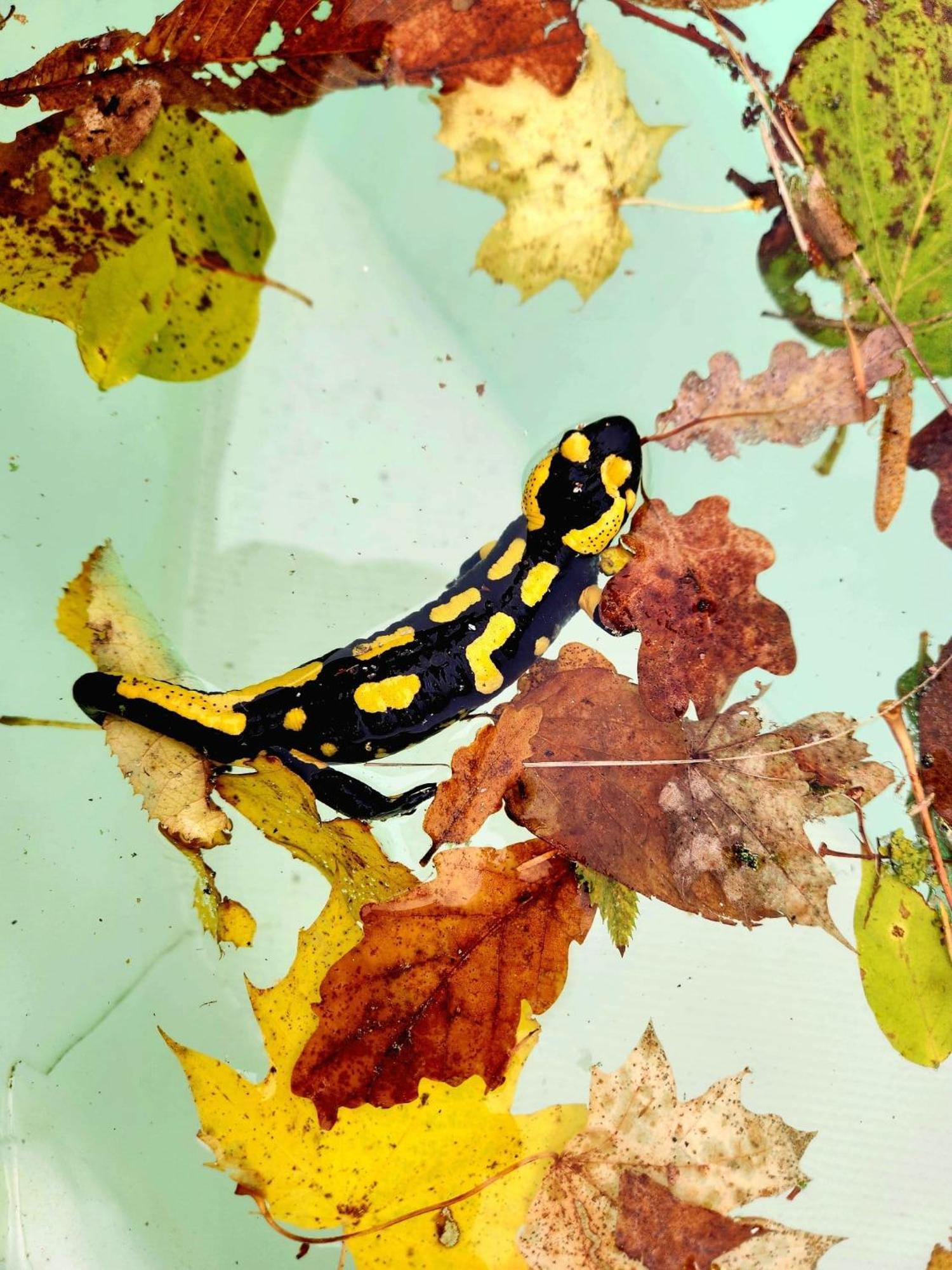 Villa Castel Maison-Table D'Hotes & Jardin-Refuge De Biodiversite Rillieux-la-Pape ภายนอก รูปภาพ